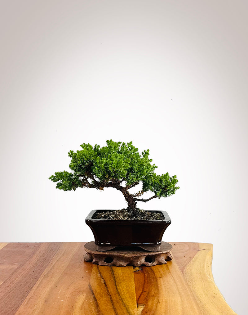 Japanese Juniper (JJ2602040)