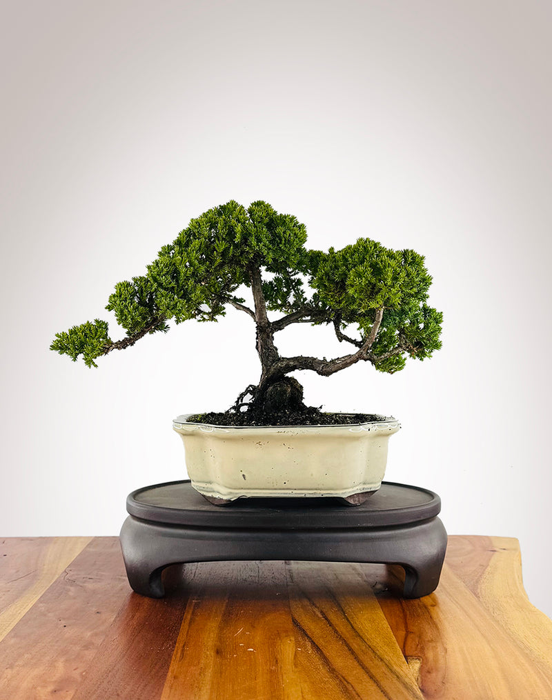 Japanese Juniper (JJ2604002) - MiniGardens Bonsai New Zealand