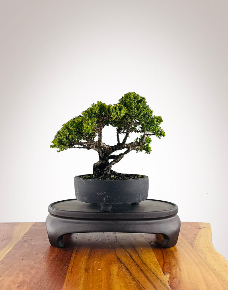 Japanese Juniper (JJ2604004) - MiniGardens Bonsai New Zealand