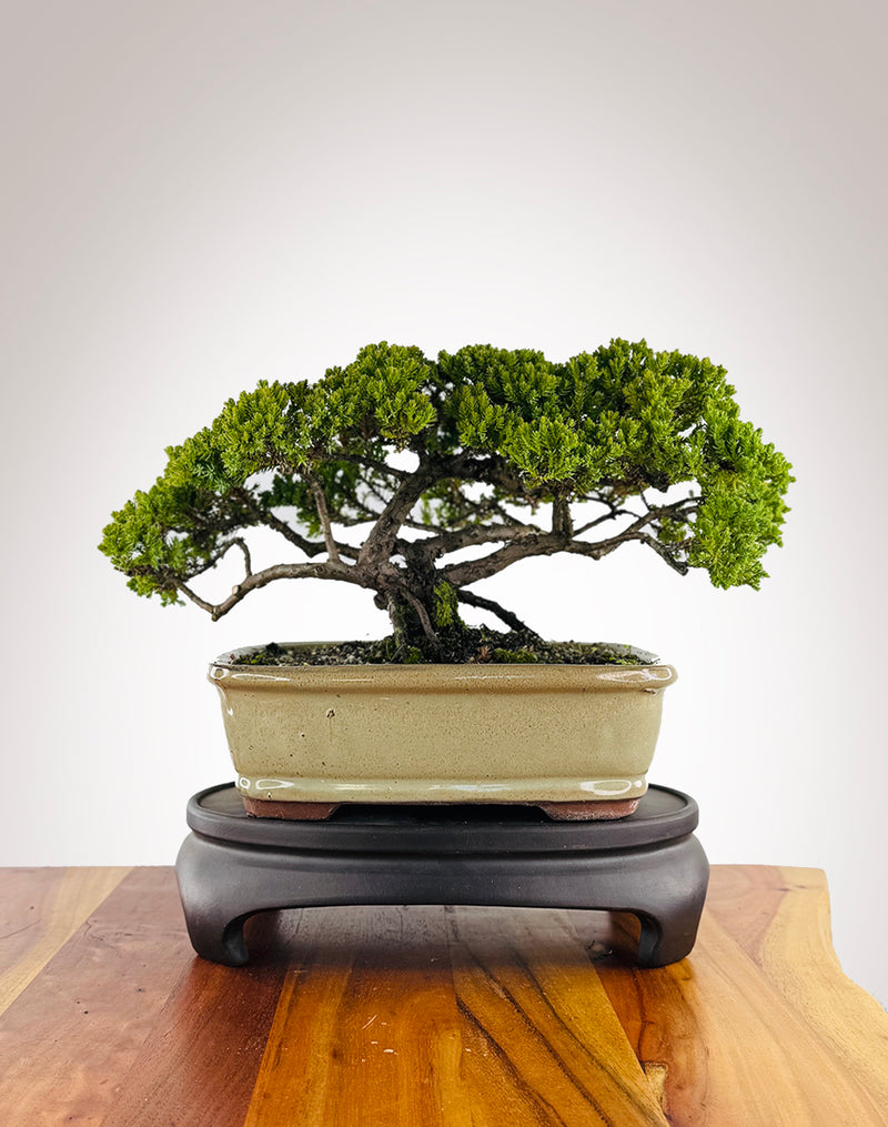 Japanese Juniper (JJ2604012) - MiniGardens Bonsai New Zealand