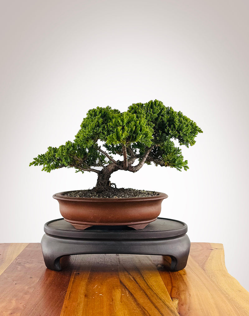 Japanese Juniper (JJ2604014) - MiniGardens Bonsai New Zealand