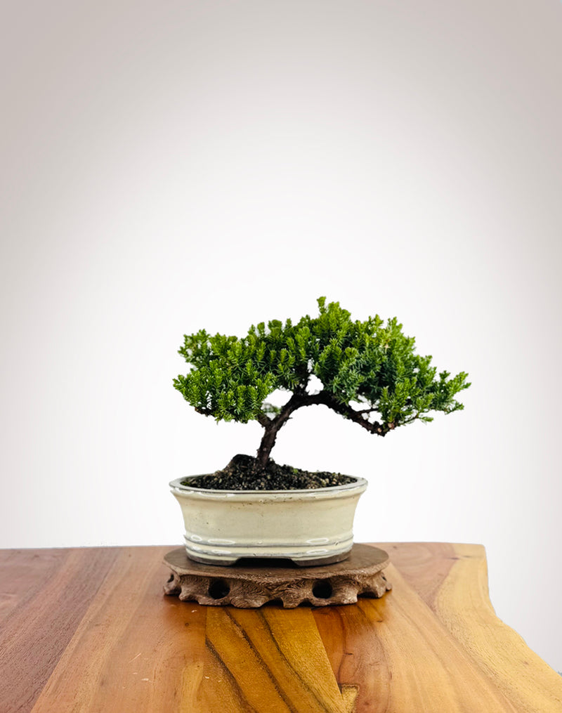 Japanese Juniper (JJ2604015) - MiniGardens Bonsai New Zealand