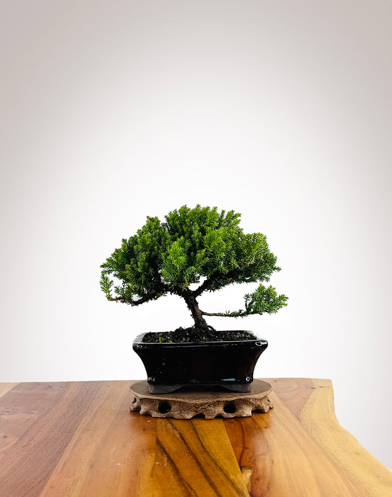 Japanese Juniper (JJ2604024) - MiniGardens Bonsai New Zealand