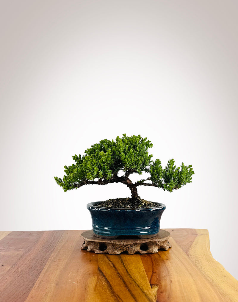Japanese Juniper (JJ2604029) - MiniGardens Bonsai New Zealand