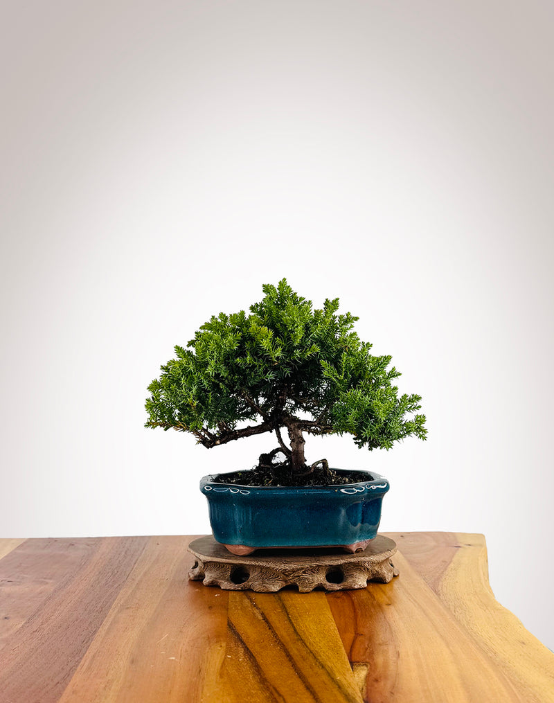 Japanese Juniper (JJ2604031) - MiniGardens Bonsai New Zealand