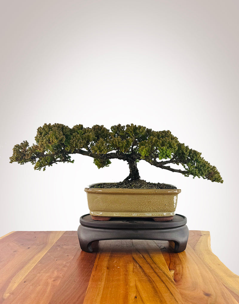 Japanese Juniper (JJ2606003)