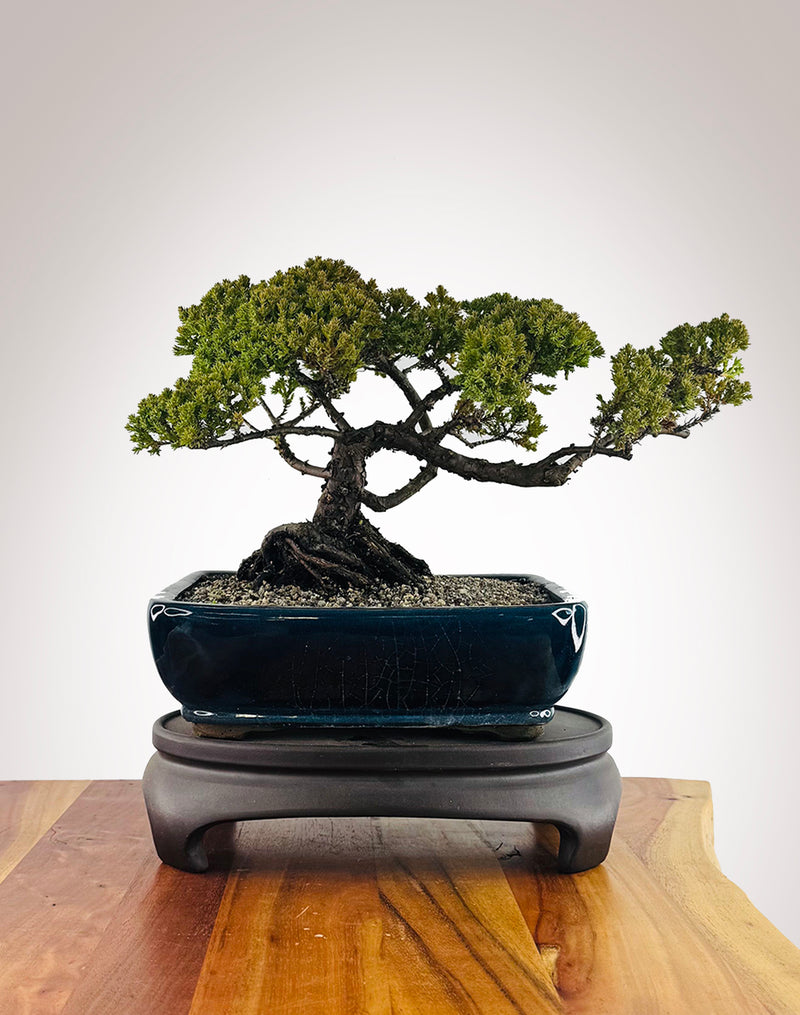 Japanese Juniper (JJ2606004)