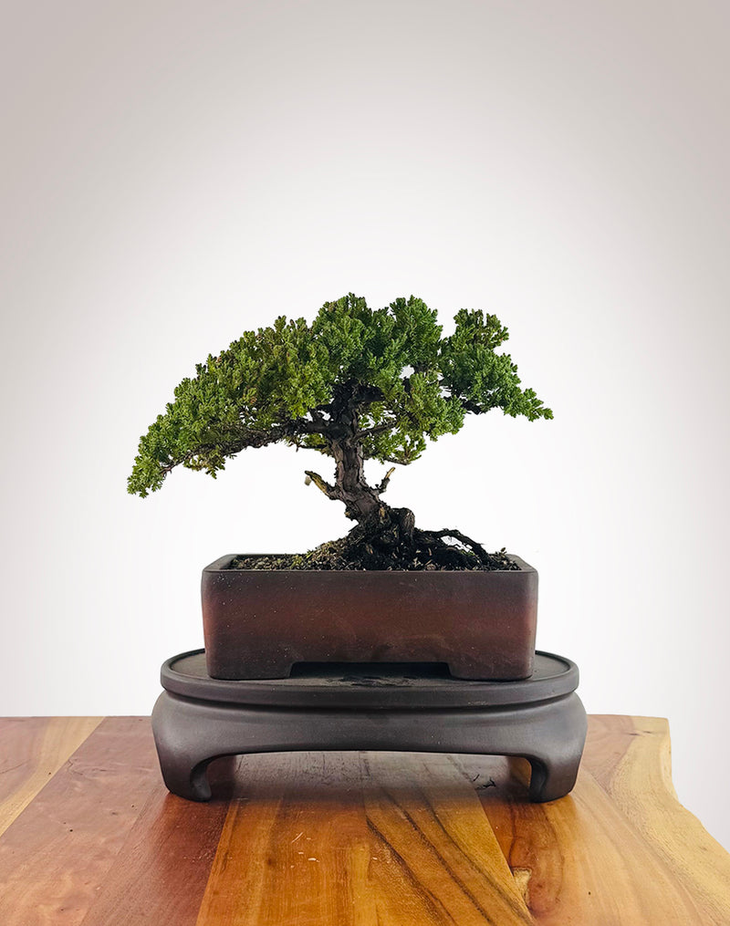 Japanese Juniper (JJ2606009)