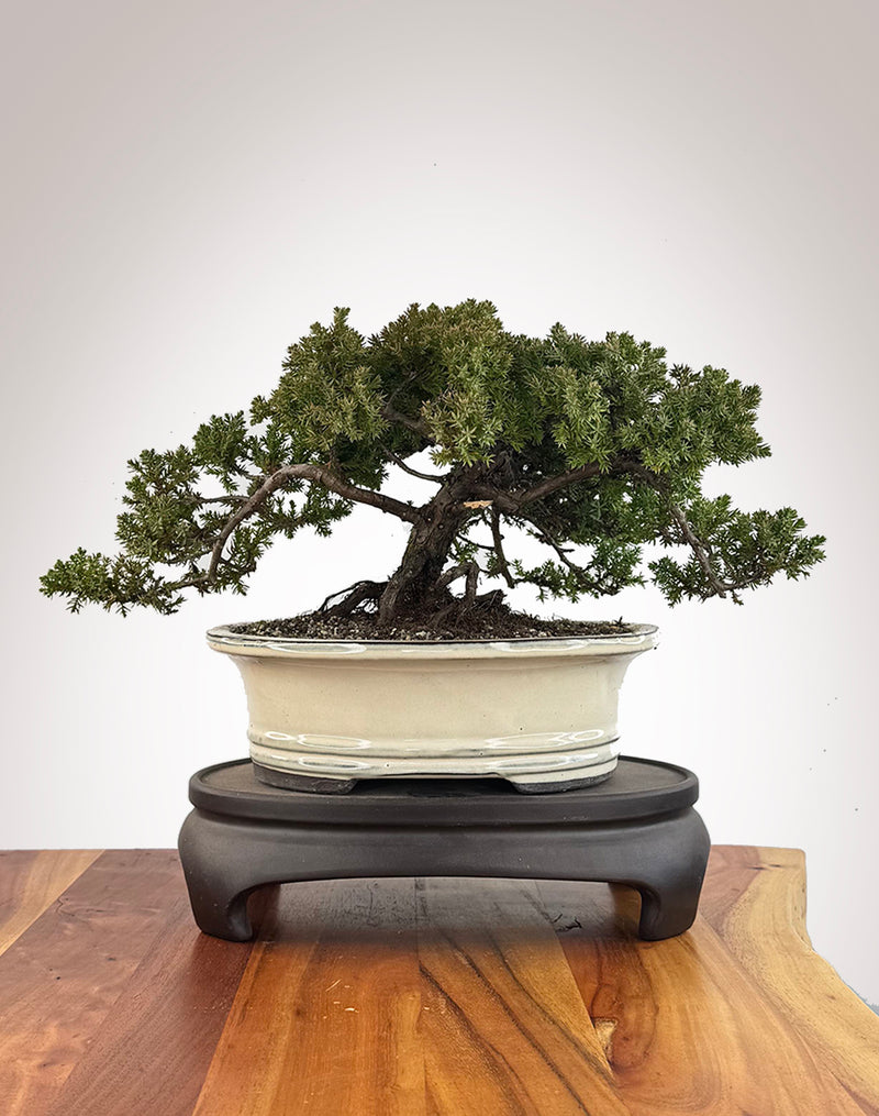 Japanese Juniper (JJ2609001)