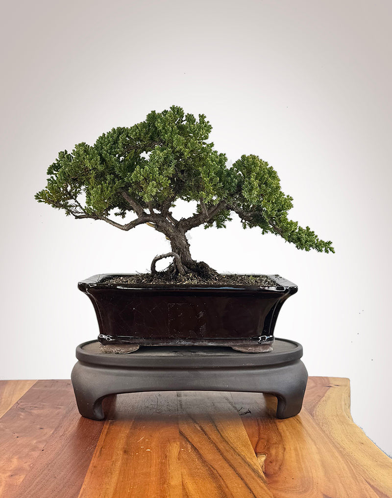 Japanese Juniper (JJ2609002)