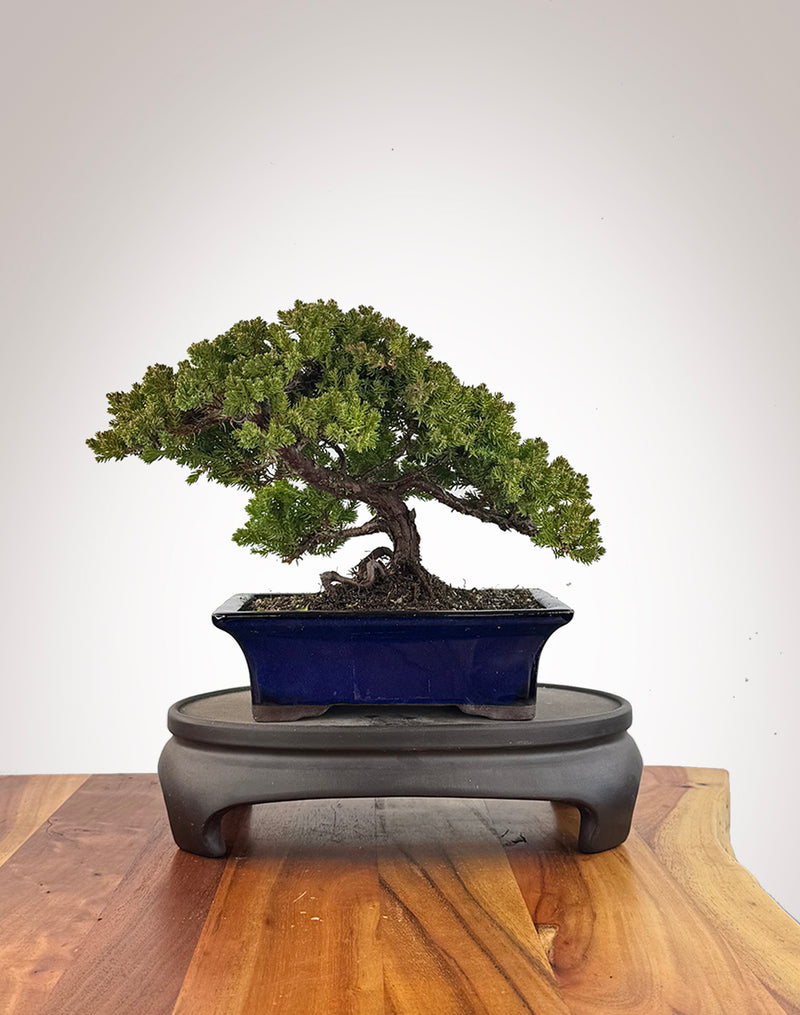 Japanese Juniper (JJ2609003)