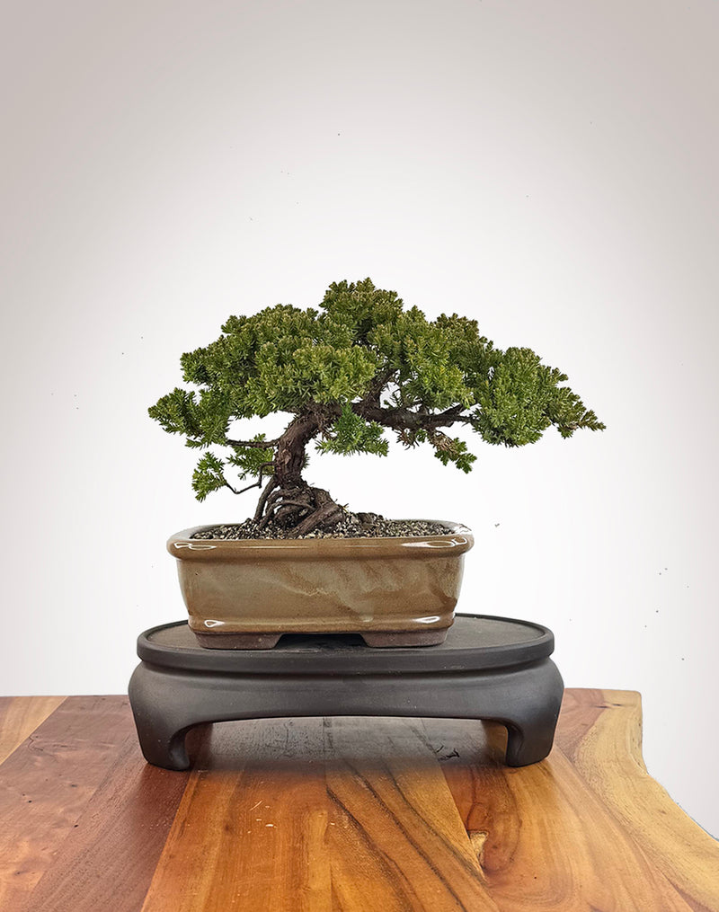Japanese Juniper (JJ2609005)