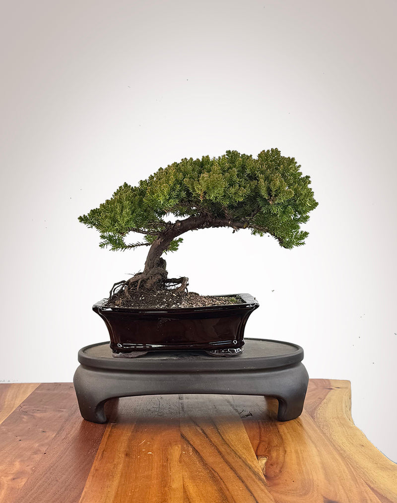 Japanese Juniper (JJ2609006)