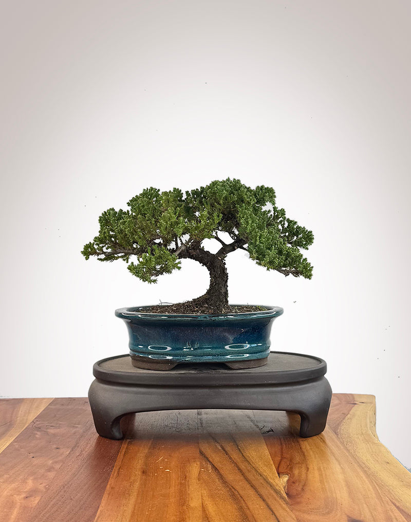 Japanese Juniper (JJ2609008)