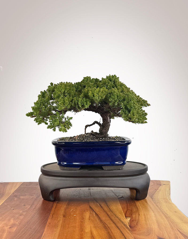 Japanese Juniper (JJ2609010)