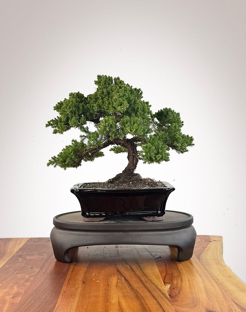 Japanese Juniper (JJ2609011)