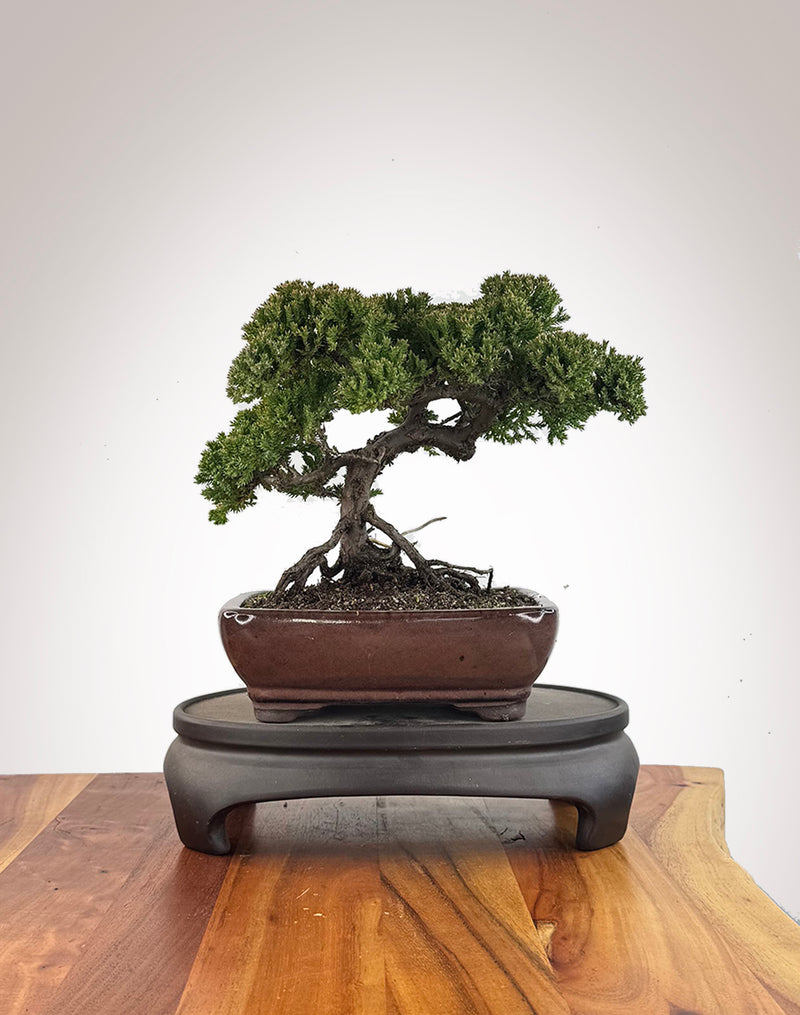 Japanese Juniper (JJ2609012)