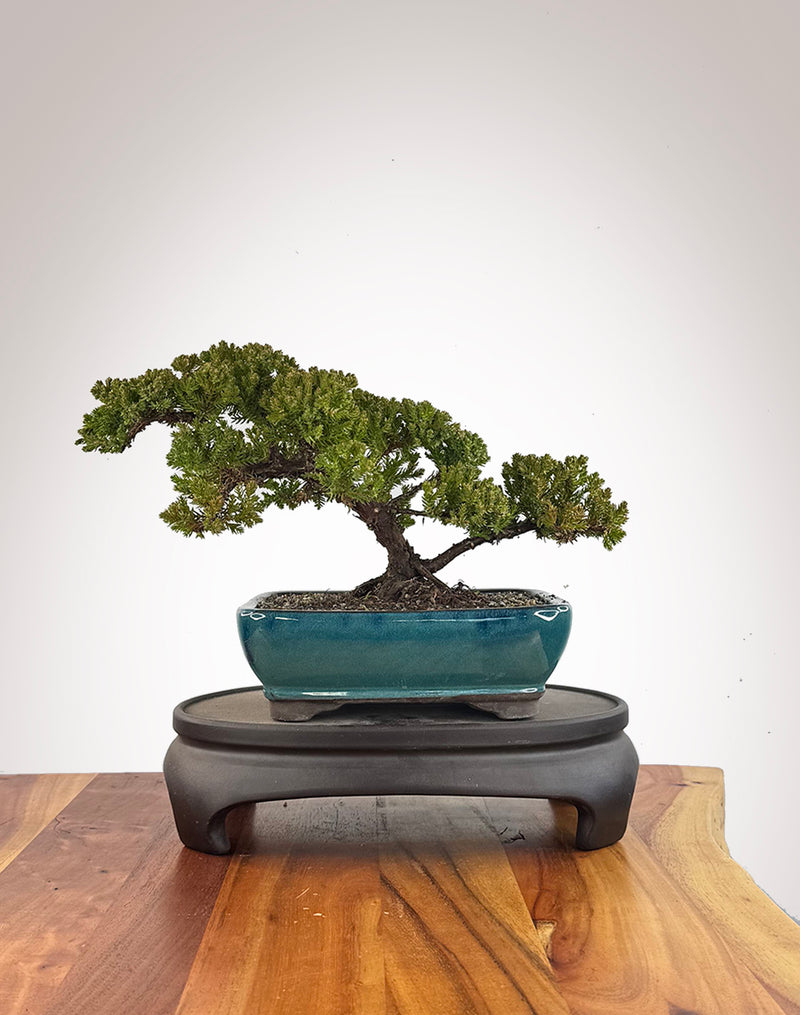 Japanese Juniper (JJ2609013)