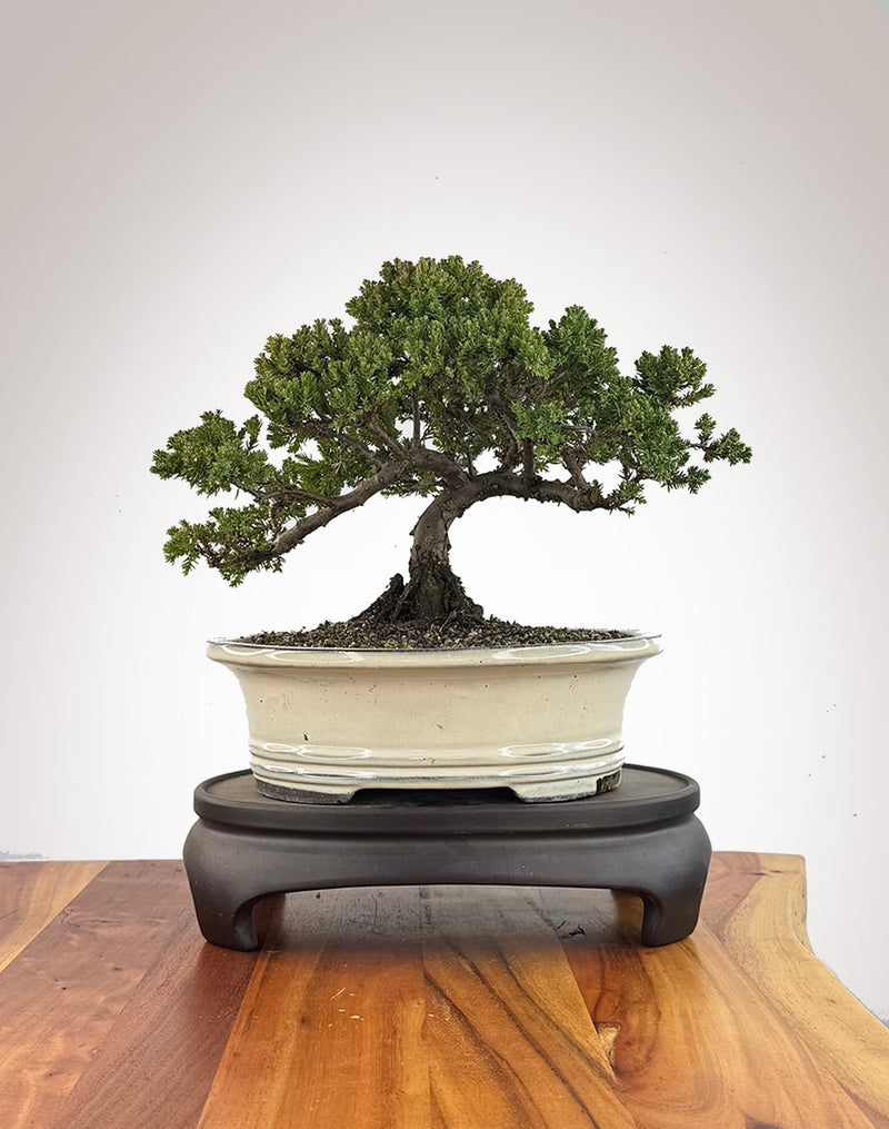 Japanese Juniper (JJ2609014)