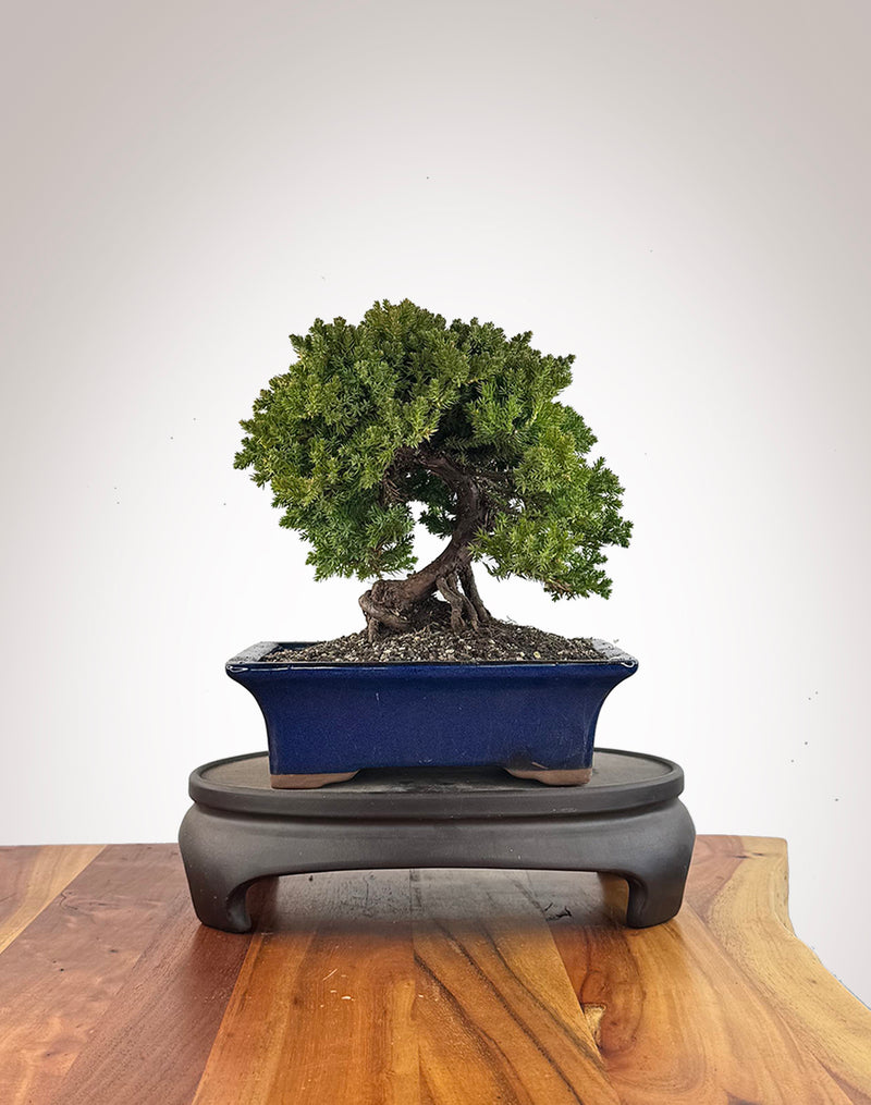 Japanese Juniper (JJ2609016)