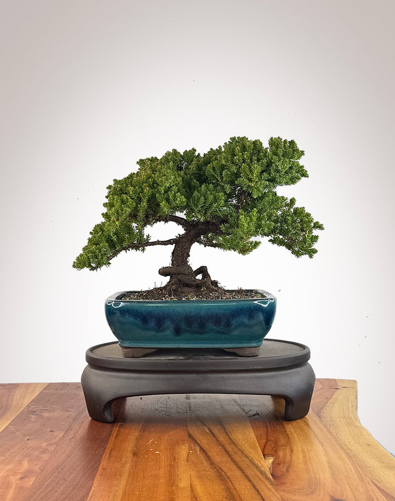 Japanese Juniper (JJ2609017)