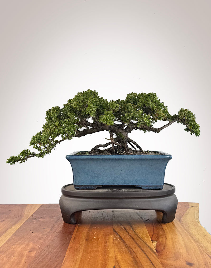 Japanese Juniper (JJ2609018)