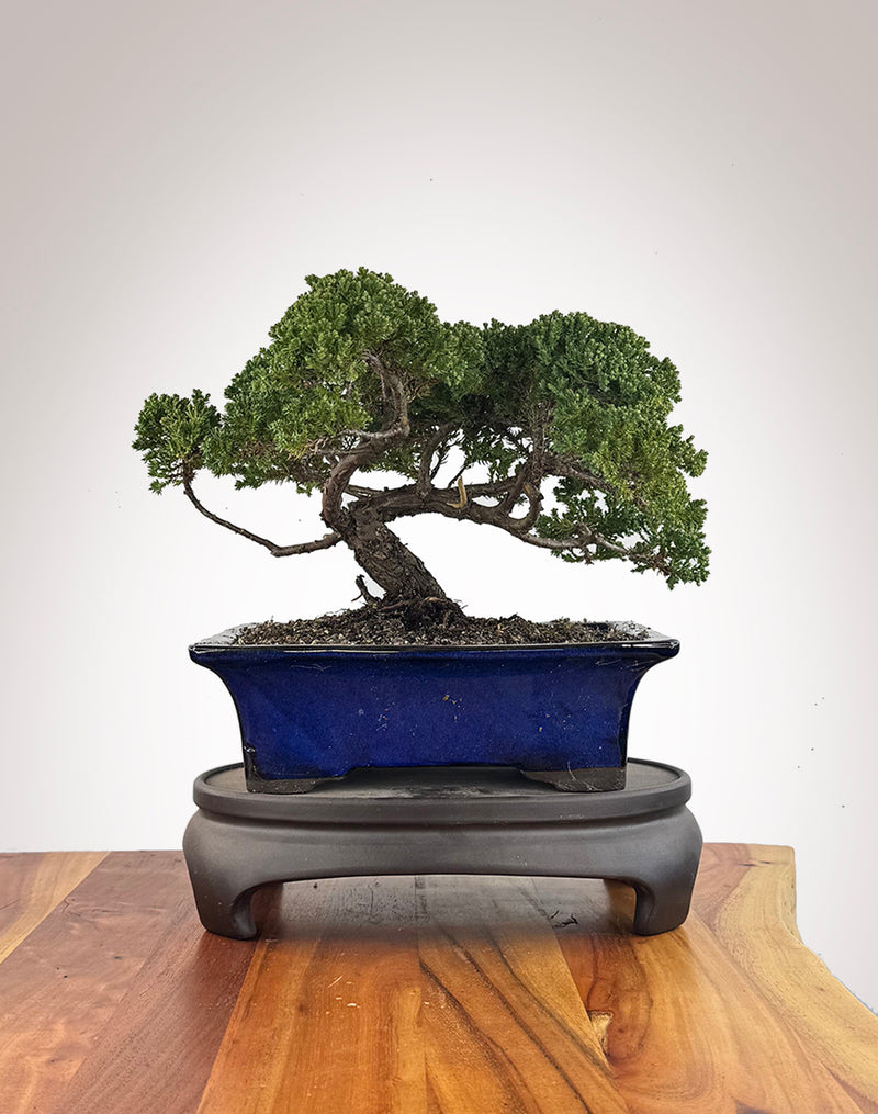 Japanese Juniper (JJ2609019)