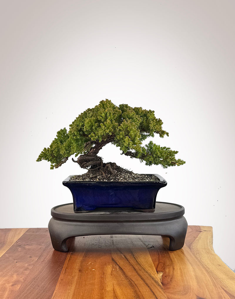 Japanese Juniper (JJ2609020)