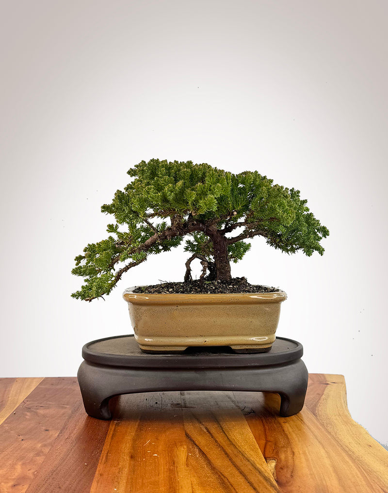 Japanese Juniper (JJ2609021)