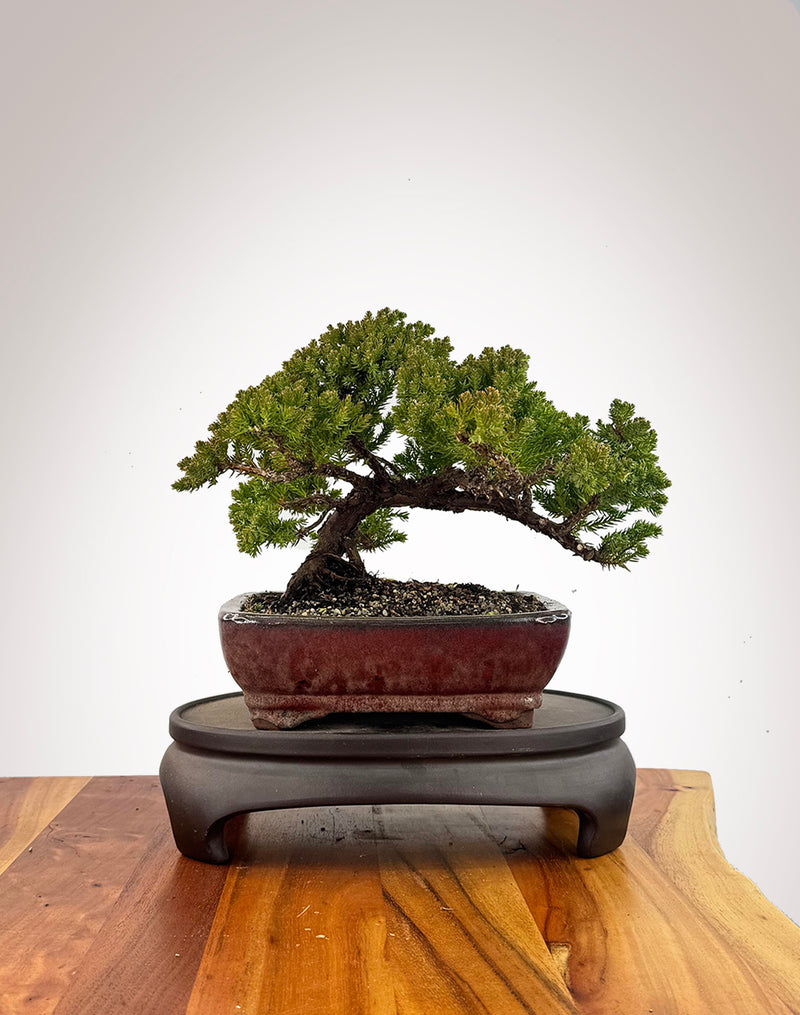 Japanese Juniper (JJ2609022)