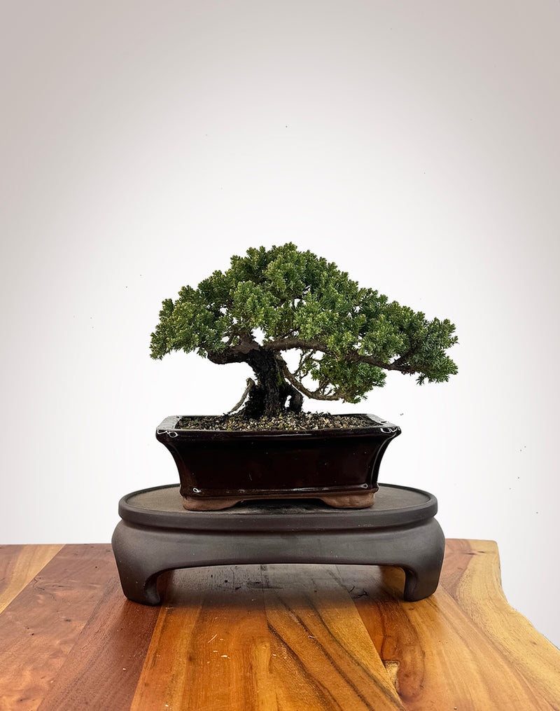 Japanese Juniper (JJ2609023)