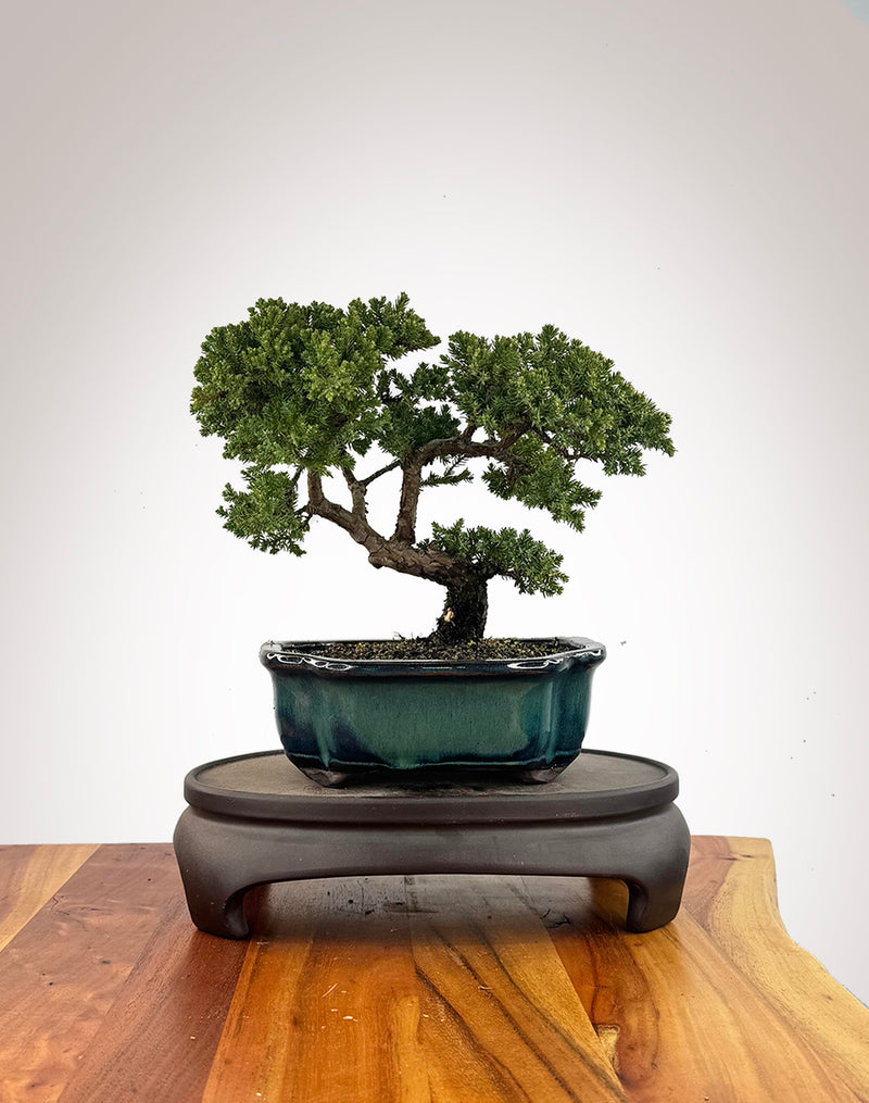 Japanese Juniper (JJ2609024)