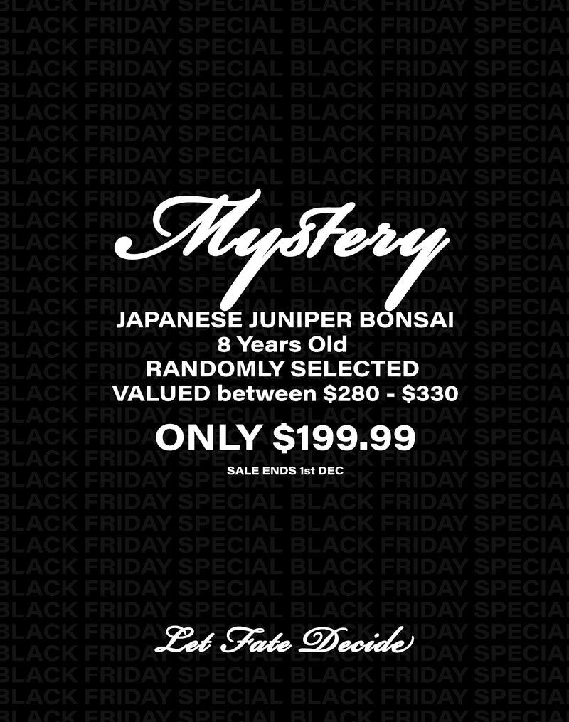 MYSTERY BONSAI - Japanese Juniper 8 Years