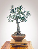 PōHUTUKAWA #1