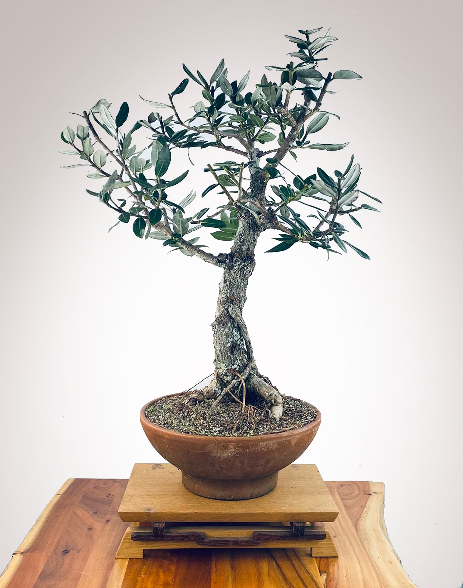 pohutukawa bonsai tree PōHUTUKAWA #1 – MiniGardens Bonsai NZ