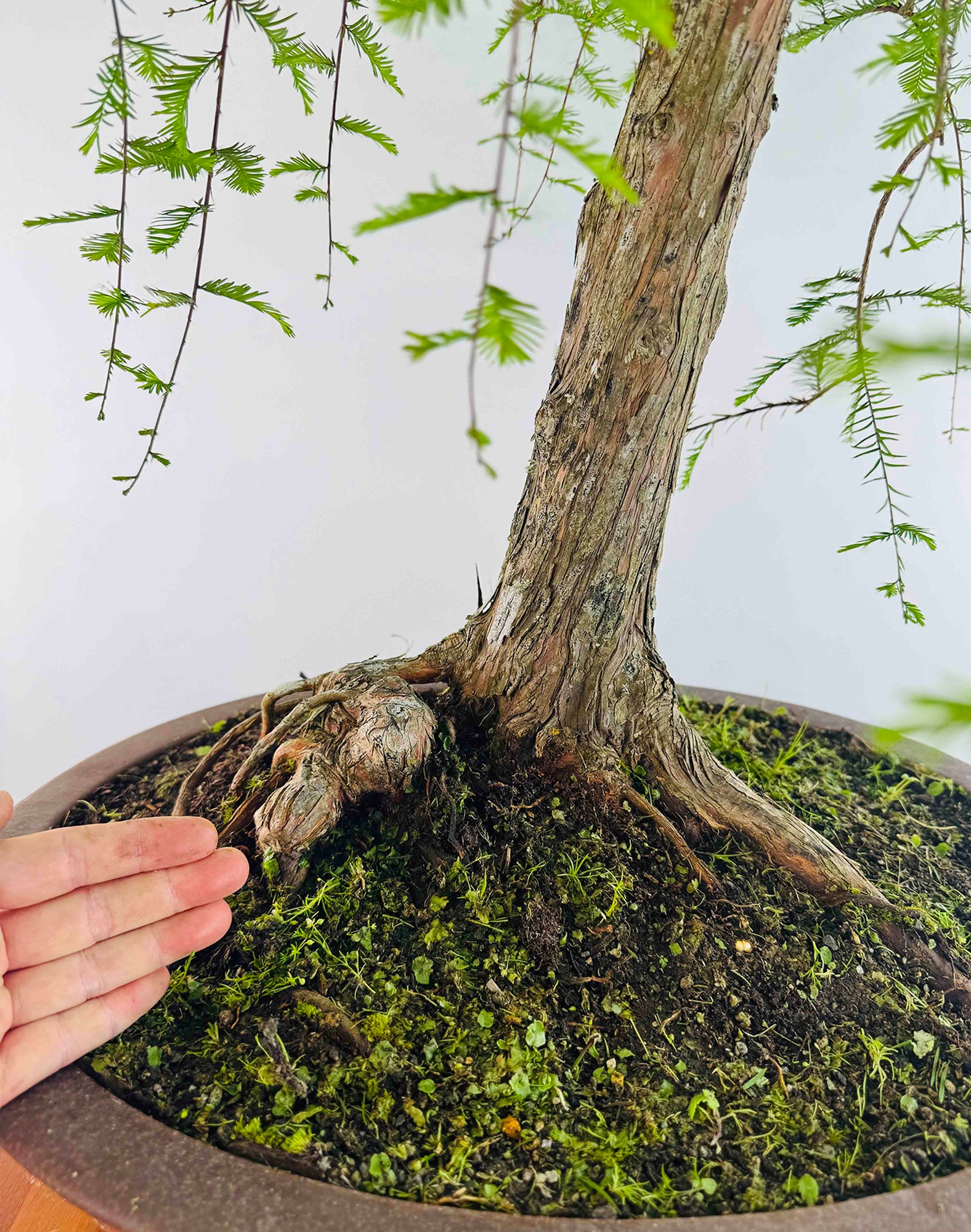 bald cypress bonsai tree for sale Swamp Cypress – MiniGardens Bonsai NZ