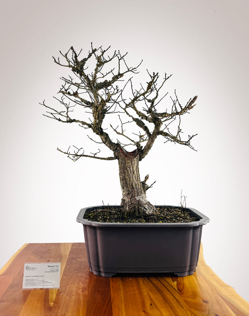 Wingbark Elm