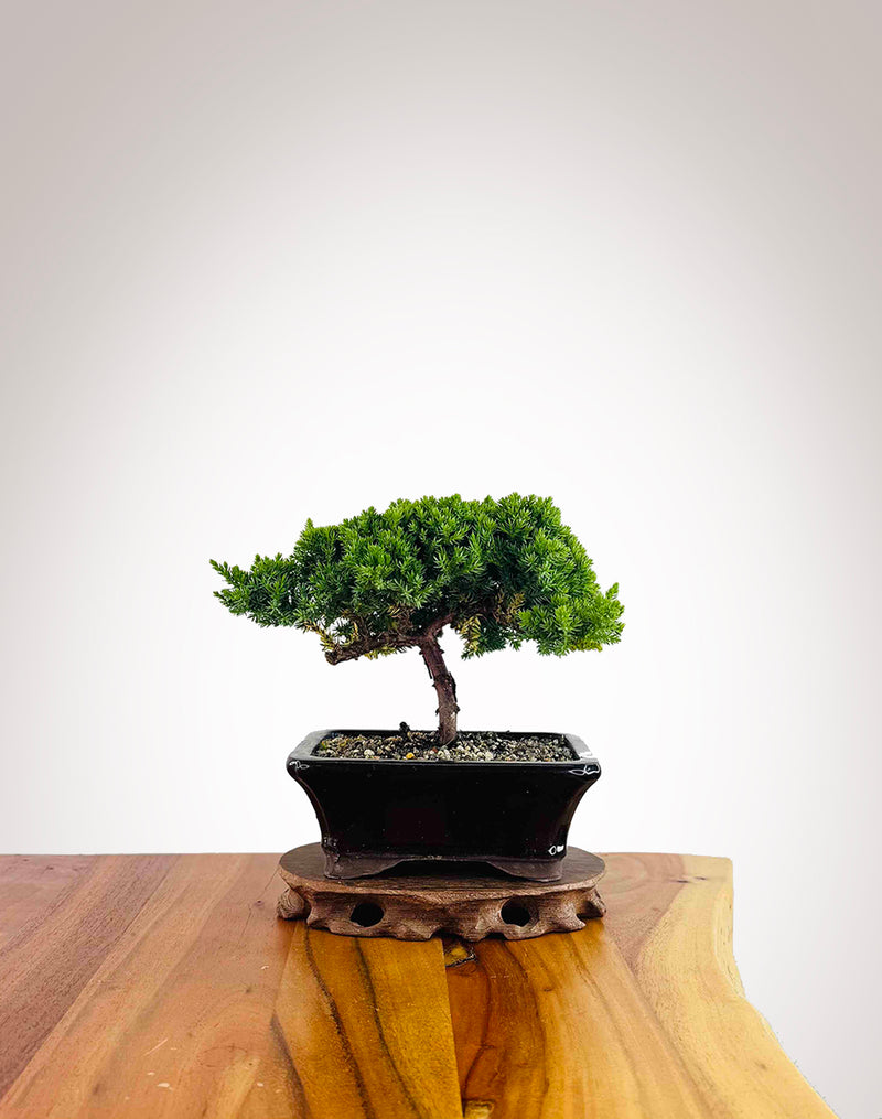 Japanese Juniper 2025X068