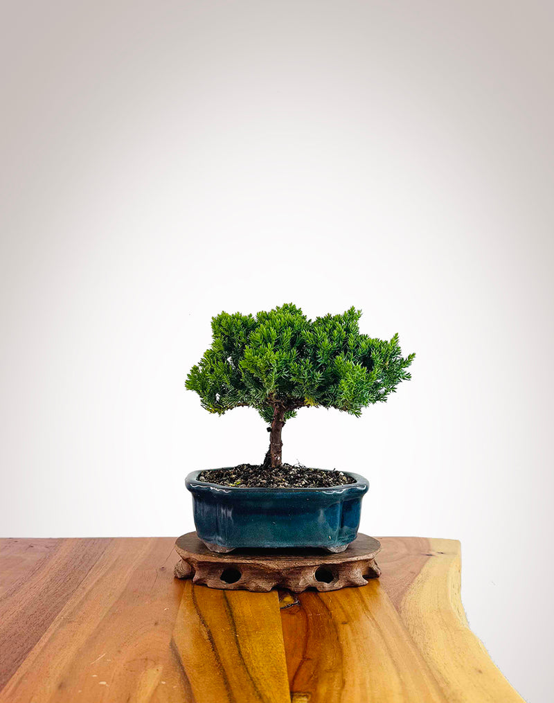 Japanese Juniper 2025X071