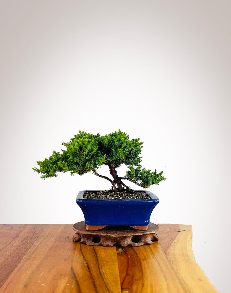 Japanese Juniper 2025X072
