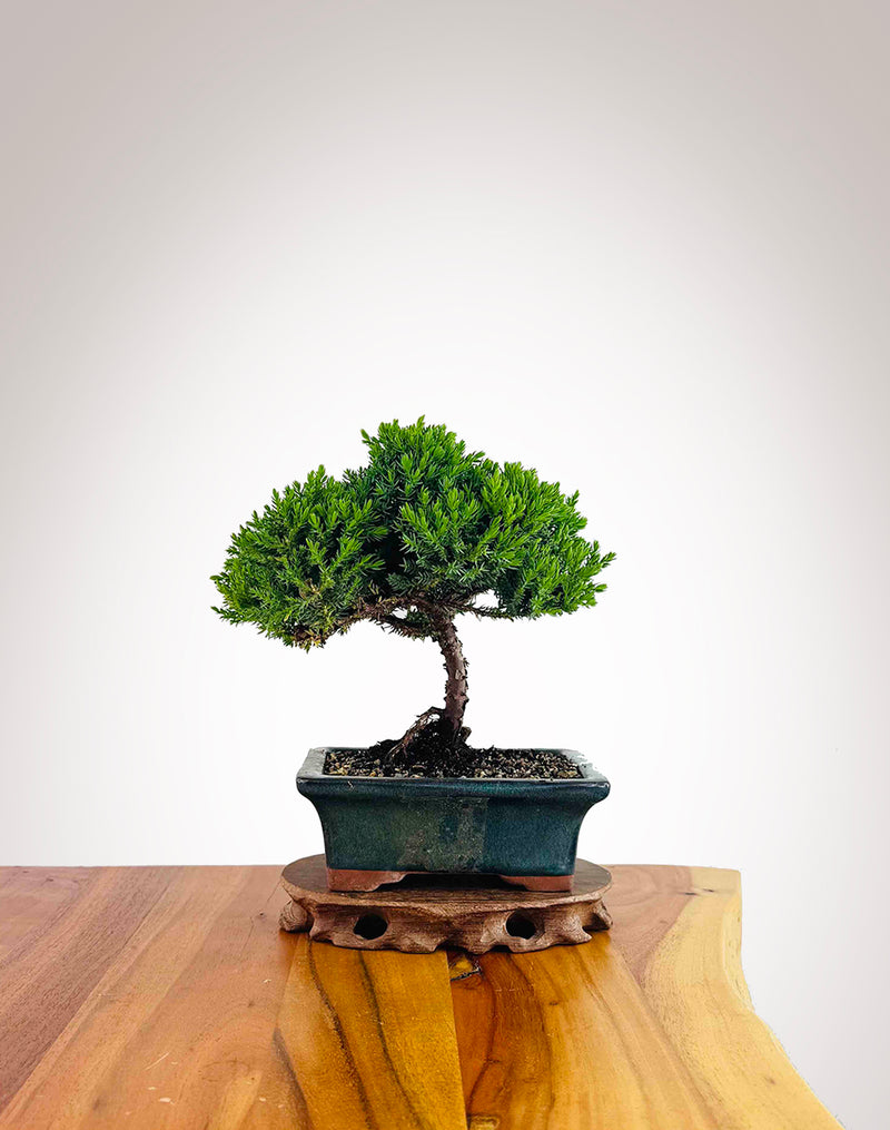 Japanese Juniper 2025X075