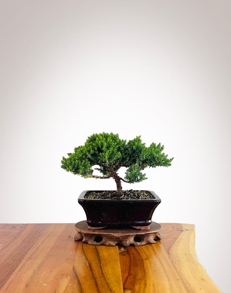 Japanese Juniper 2025X083