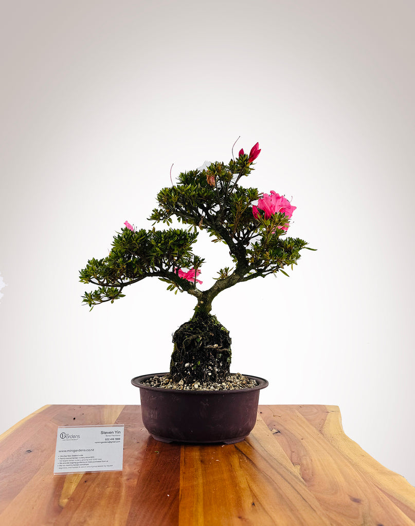 Exposed Roots Azalea – MiniGardens Bonsai NZ