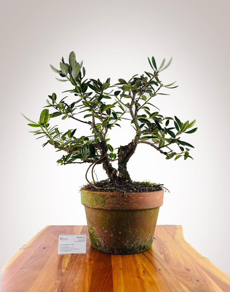 Pōhutukawa - Double Trunk
