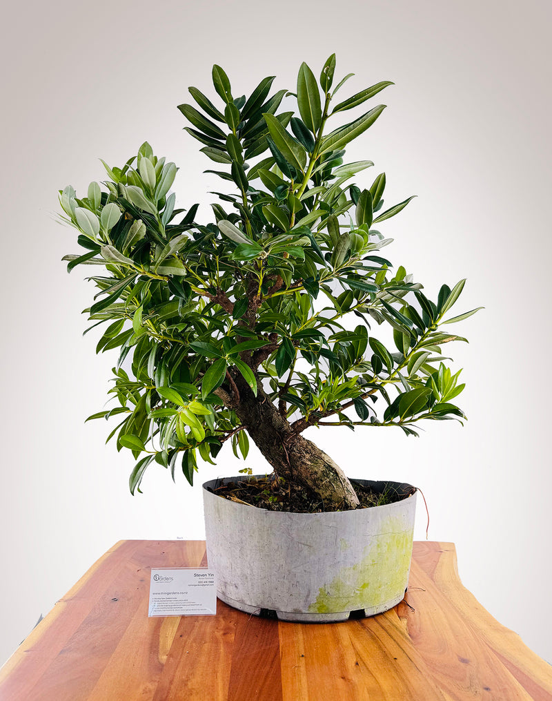 Pōhutukawa 2