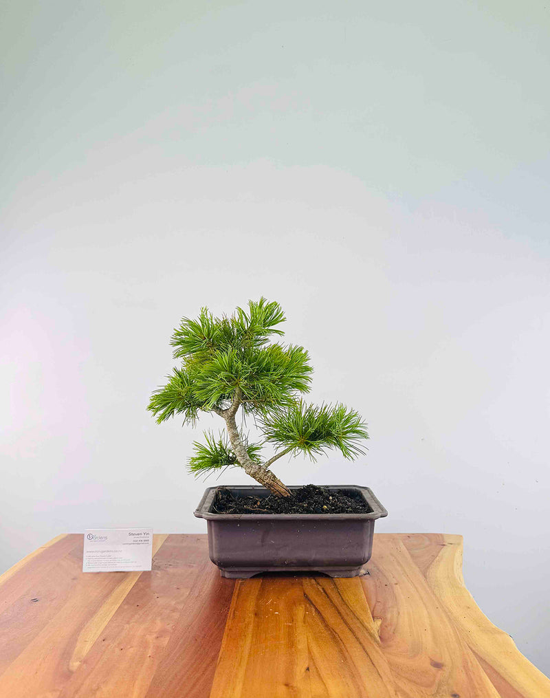 Japanese White Pine (Pre-Developed) - MiniGardens Bonsai New Zealand