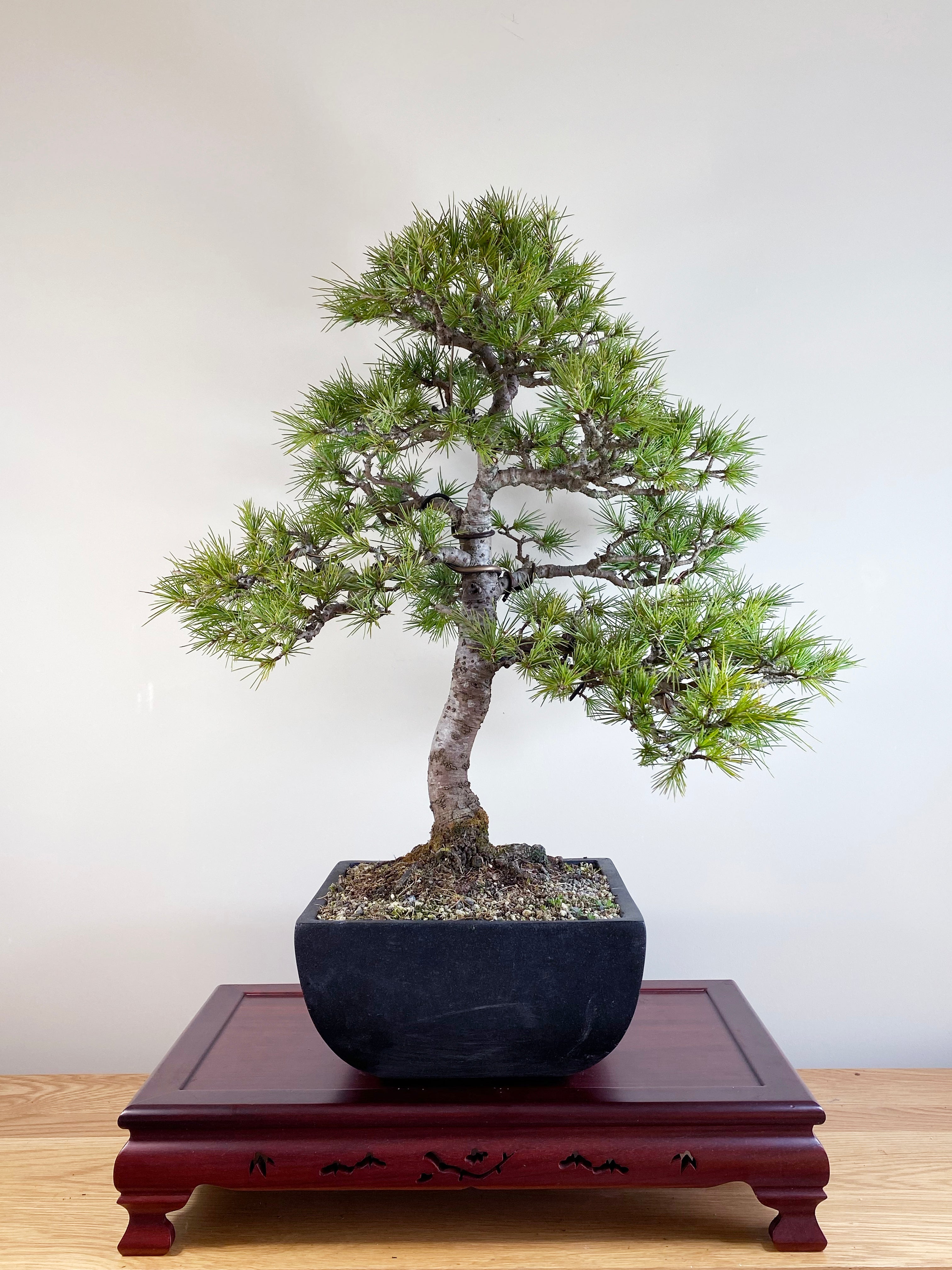 himalayan cedar bonsai tree HIMALAYAN CEDAR (FORMAL) – MiniGardens Bonsai NZ