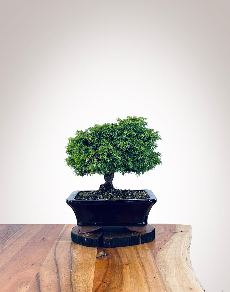 Norway Spruce (NS2111012)