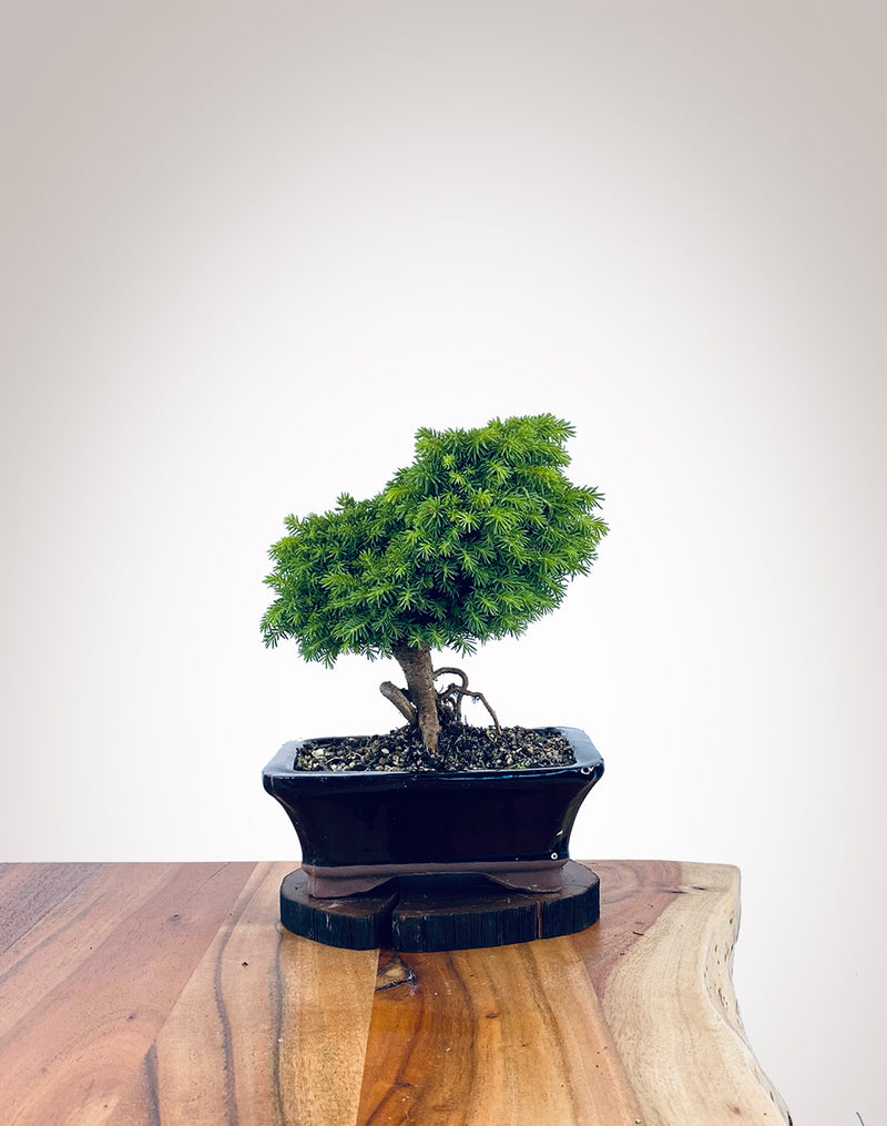 Norway Spruce (NS2111016)