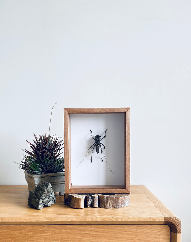 NZ Made Framed Insects & Butterflies MiniGardens Bonsai NZ